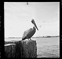 [125 Views of West Coast of Florida, Including: Women on Benches in Sarasota, Mangroves, Pelicans, Shuffleboard Players, Men on Street in Tampa, Sponge Diving Wharves at Tarpon Springs, Coastal Residences, Fishermen, and Miscellaneous Street Scenes], Walker Evans (American, St. Louis, Missouri 1903–1975 New Haven, Connecticut), Film negative