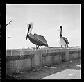 [125 Views of West Coast of Florida, Including: Women on Benches in Sarasota, Mangroves, Pelicans, Shuffleboard Players, Men on Street in Tampa, Sponge Diving Wharves at Tarpon Springs, Coastal Residences, Fishermen, and Miscellaneous Street Scenes], Walker Evans (American, St. Louis, Missouri 1903–1975 New Haven, Connecticut), Film negative