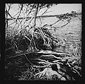 [125 Views of West Coast of Florida, Including: Women on Benches in Sarasota, Mangroves, Pelicans, Shuffleboard Players, Men on Street in Tampa, Sponge Diving Wharves at Tarpon Springs, Coastal Residences, Fishermen, and Miscellaneous Street Scenes], Walker Evans (American, St. Louis, Missouri 1903–1975 New Haven, Connecticut), Film negative