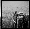 [125 Views of West Coast of Florida, Including: Women on Benches in Sarasota, Mangroves, Pelicans, Shuffleboard Players, Men on Street in Tampa, Sponge Diving Wharves at Tarpon Springs, Coastal Residences, Fishermen, and Miscellaneous Street Scenes], Walker Evans (American, St. Louis, Missouri 1903–1975 New Haven, Connecticut), Film negative