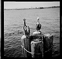 [125 Views of West Coast of Florida, Including: Women on Benches in Sarasota, Mangroves, Pelicans, Shuffleboard Players, Men on Street in Tampa, Sponge Diving Wharves at Tarpon Springs, Coastal Residences, Fishermen, and Miscellaneous Street Scenes], Walker Evans (American, St. Louis, Missouri 1903–1975 New Haven, Connecticut), Film negative