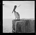 [125 Views of West Coast of Florida, Including: Women on Benches in Sarasota, Mangroves, Pelicans, Shuffleboard Players, Men on Street in Tampa, Sponge Diving Wharves at Tarpon Springs, Coastal Residences, Fishermen, and Miscellaneous Street Scenes], Walker Evans (American, St. Louis, Missouri 1903–1975 New Haven, Connecticut), Film negative