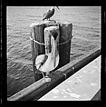 [125 Views of West Coast of Florida, Including: Women on Benches in Sarasota, Mangroves, Pelicans, Shuffleboard Players, Men on Street in Tampa, Sponge Diving Wharves at Tarpon Springs, Coastal Residences, Fishermen, and Miscellaneous Street Scenes], Walker Evans (American, St. Louis, Missouri 1903–1975 New Haven, Connecticut), Film negative