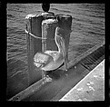 [125 Views of West Coast of Florida, Including: Women on Benches in Sarasota, Mangroves, Pelicans, Shuffleboard Players, Men on Street in Tampa, Sponge Diving Wharves at Tarpon Springs, Coastal Residences, Fishermen, and Miscellaneous Street Scenes], Walker Evans (American, St. Louis, Missouri 1903–1975 New Haven, Connecticut), Film negative