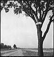 [151 Views of Rural and Suburban Illinois, Including: Farmlands and Architecture, Graveyards, Galena Scenes, Portraits of Suzette Morton Hamill, and Glencoe House, Lake Forest], Walker Evans (American, St. Louis, Missouri 1903–1975 New Haven, Connecticut), Film negative