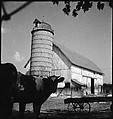 [151 Views of Rural and Suburban Illinois, Including: Farmlands and Architecture, Graveyards, Galena Scenes, Portraits of Suzette Morton Hamill, and Glencoe House, Lake Forest], Walker Evans (American, St. Louis, Missouri 1903–1975 New Haven, Connecticut), Film negative