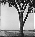 [151 Views of Rural and Suburban Illinois, Including: Farmlands and Architecture, Graveyards, Galena Scenes, Portraits of Suzette Morton Hamill, and Glencoe House, Lake Forest], Walker Evans (American, St. Louis, Missouri 1903–1975 New Haven, Connecticut), Film negative
