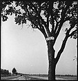 [151 Views of Rural and Suburban Illinois, Including: Farmlands and Architecture, Graveyards, Galena Scenes, Portraits of Suzette Morton Hamill, and Glencoe House, Lake Forest], Walker Evans (American, St. Louis, Missouri 1903–1975 New Haven, Connecticut), Film negative