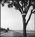 [151 Views of Rural and Suburban Illinois, Including: Farmlands and Architecture, Graveyards, Galena Scenes, Portraits of Suzette Morton Hamill, and Glencoe House, Lake Forest], Walker Evans (American, St. Louis, Missouri 1903–1975 New Haven, Connecticut), Film negative