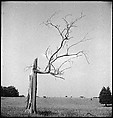[151 Views of Rural and Suburban Illinois, Including: Farmlands and Architecture, Graveyards, Galena Scenes, Portraits of Suzette Morton Hamill, and Glencoe House, Lake Forest], Walker Evans (American, St. Louis, Missouri 1903–1975 New Haven, Connecticut), Film negative