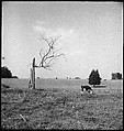 [151 Views of Rural and Suburban Illinois, Including: Farmlands and Architecture, Graveyards, Galena Scenes, Portraits of Suzette Morton Hamill, and Glencoe House, Lake Forest], Walker Evans (American, St. Louis, Missouri 1903–1975 New Haven, Connecticut), Film negative
