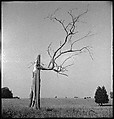 [151 Views of Rural and Suburban Illinois, Including: Farmlands and Architecture, Graveyards, Galena Scenes, Portraits of Suzette Morton Hamill, and Glencoe House, Lake Forest], Walker Evans (American, St. Louis, Missouri 1903–1975 New Haven, Connecticut), Film negative