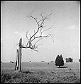 [151 Views of Rural and Suburban Illinois, Including: Farmlands and Architecture, Graveyards, Galena Scenes, Portraits of Suzette Morton Hamill, and Glencoe House, Lake Forest], Walker Evans (American, St. Louis, Missouri 1903–1975 New Haven, Connecticut), Film negative