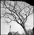 [168 Portraits, Views, and Studies: Unidentified Woman Looking at Photographs with Friend, Walking in Central Park Zoo, and Related Park and Skyline Views, New York City], Walker Evans (American, St. Louis, Missouri 1903–1975 New Haven, Connecticut), Film negative