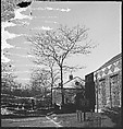 [168 Portraits, Views, and Studies: Unidentified Woman Looking at Photographs with Friend, Walking in Central Park Zoo, and Related Park and Skyline Views, New York City], Walker Evans (American, St. Louis, Missouri 1903–1975 New Haven, Connecticut), Film negative