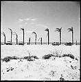 [31 Views of Seaside, Architecture, and Signs, Anna Maria, Florida], Walker Evans (American, St. Louis, Missouri 1903–1975 New Haven, Connecticut), Film negative