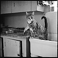 [12 Portraits of a Cat], Walker Evans (American, St. Louis, Missouri 1903–1975 New Haven, Connecticut), Film negative