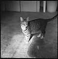 [12 Portraits of a Cat], Walker Evans (American, St. Louis, Missouri 1903–1975 New Haven, Connecticut), Film negative