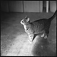[12 Portraits of a Cat], Walker Evans (American, St. Louis, Missouri 1903–1975 New Haven, Connecticut), Film negative