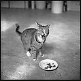 [12 Portraits of a Cat], Walker Evans (American, St. Louis, Missouri 1903–1975 New Haven, Connecticut), Film negative