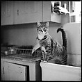 [12 Portraits of a Cat], Walker Evans (American, St. Louis, Missouri 1903–1975 New Haven, Connecticut), Film negative