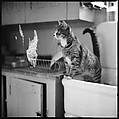 [12 Portraits of a Cat], Walker Evans (American, St. Louis, Missouri 1903–1975 New Haven, Connecticut), Film negative