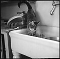 [12 Portraits of a Cat], Walker Evans (American, St. Louis, Missouri 1903–1975 New Haven, Connecticut), Film negative