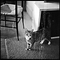 [12 Portraits of a Cat], Walker Evans (American, St. Louis, Missouri 1903–1975 New Haven, Connecticut), Film negative