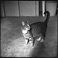 [12 Portraits of a Cat], Walker Evans (American, St. Louis, Missouri 1903–1975 New Haven, Connecticut), Film negative