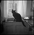 [18 Views of Cat and Fire Escapes, New York City], Walker Evans (American, St. Louis, Missouri 1903–1975 New Haven, Connecticut), Film negative