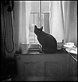 [18 Views of Cat and Fire Escapes, New York City], Walker Evans (American, St. Louis, Missouri 1903–1975 New Haven, Connecticut), Film negative