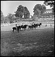 [30 Views of Horse Show], Walker Evans (American, St. Louis, Missouri 1903–1975 New Haven, Connecticut), Film negative