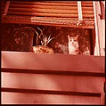 [210 Miscellaneous Views: Paris Street Scenes, Times Square, Hudson River, Connecticut Roads, Portraits Including Caroline Blackwood, Cat, Ephemera], Walker Evans (American, St. Louis, Missouri 1903–1975 New Haven, Connecticut), Color film transparency