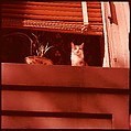[210 Miscellaneous Views: Paris Street Scenes, Times Square, Hudson River, Connecticut Roads, Portraits Including Caroline Blackwood, Cat, Ephemera], Walker Evans (American, St. Louis, Missouri 1903–1975 New Haven, Connecticut), Color film transparency