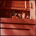 [210 Miscellaneous Views: Paris Street Scenes, Times Square, Hudson River, Connecticut Roads, Portraits Including Caroline Blackwood, Cat, Ephemera], Walker Evans (American, St. Louis, Missouri 1903–1975 New Haven, Connecticut), Color film transparency