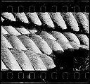 [One 35mm Film Frame: Rope], Walker Evans (American, St. Louis, Missouri 1903–1975 New Haven, Connecticut), Film negative