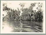 [Florida Everglades], Walker Evans  American, Gelatin silver print