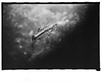 [Twenty-Three 35mm Film Frames on Uncut Roll: 19 Underwater Studies of Fish and Turtles, and 4 Test Frames], Walker Evans (American, St. Louis, Missouri 1903–1975 New Haven, Connecticut), Film negative
