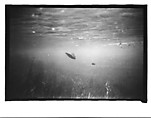 [Twenty-Three 35mm Film Frames on Uncut Roll: 19 Underwater Studies of Fish and Turtles, and 4 Test Frames], Walker Evans (American, St. Louis, Missouri 1903–1975 New Haven, Connecticut), Film negative