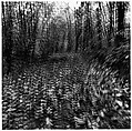 [Blurred View of Leaves and Trees], Ralph Eugene Meatyard  American, Gelatin silver print