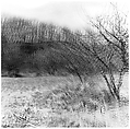 [Blurred View of Bare Trees in Field], Ralph Eugene Meatyard  American, Gelatin silver print