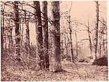 Sous-bois en automne, Unknown, Salted paper print (Blanquart-Évrard process) from paper negative