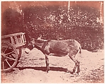 Ane attaché à une charette, Unknown, Salted paper print (Blanquart-Évrard process) from paper negative