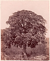 Étude d'arbre, Edward King Tenison  Irish, Salted paper print (Blanquart-Évrard process) from paper negative