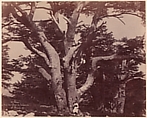 Mt. Liban. Tronc d'un des Cèdres de Salomon, Ernest Benecke (German (born England), 1817–1894), Salted paper print (Blanquart-Évrard process) from paper negative