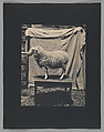 [Sheep], John Dugdale  American, Platinum print