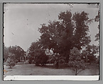 [New Orleans, Louisiana], E. J. Bellocq (American, 1873–1949), Gelatin silver print from glass negative
