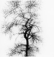Multiple Exposure Tree, Chicago, Harry Callahan American, Gelatin silver print