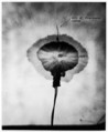Double-Flash Photograph of a No. 8 Du Pont Dynamite Cap, Harold Edgerton  American, Gelatin silver print