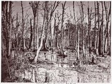Swamp near Broadway Landing, Appomattox River, Timothy H. O'Sullivan  American, born Ireland, Albumen silver print from glass negative